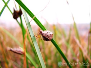 雲林莞草 4 1