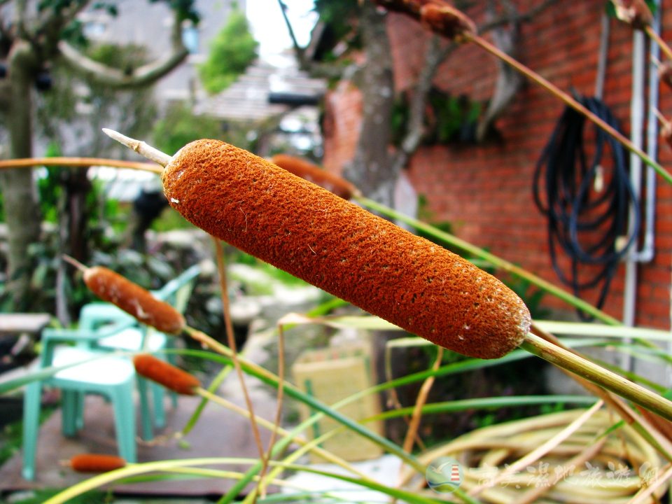 香蒲 1 1