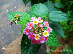 馬纓丹 3 1