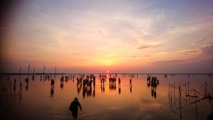 高美濕地夕陽-5
