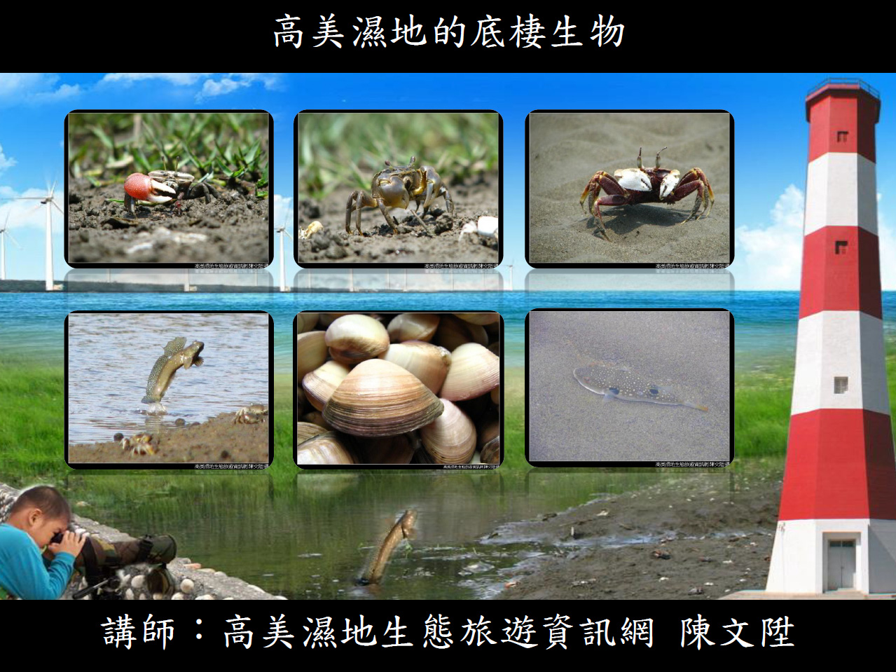 高美濕地的底棲生物