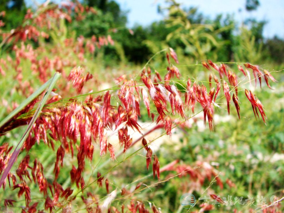 紅毛草 6