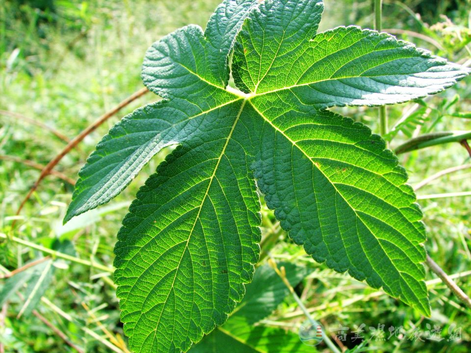 葎草 1